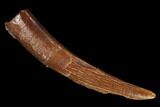 Fossil Pterosaur (Siroccopteryx) Tooth - Morocco #167134-1